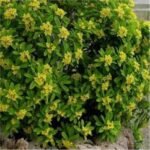 Daphne Royal Crown arbust cu frunzis permanent si flori parfumate la ghiveci P13, H 25-35 cm - imagine 2