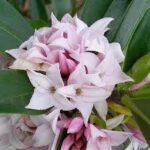 Daphne Perfume Princess arbust cu frunzis permanent si flori parfumate la ghiveci P13, H 25-35 cm