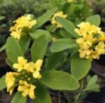 Daphne Royal Crown arbust cu frunzis permanent si flori parfumate la ghiveci P13, H 25-35 cm