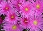 Floare de gheata vesnic verde - Delosperma Cooperi la ghiveci P9 - H 5 cm