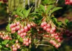 Enkianthus campanulatus Red Bells - Arbustul cu lacramioare la ghiveci P9 (Livrarea dupa 10 Septembrie)