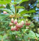 Enkianthus campanulatus Red Bells - Arbustul cu lacramioare la ghiveci P9 (Livrarea dupa 10 Septembrie) - imagine 2