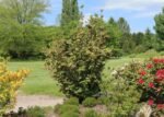 Enkianthus campanulatus Red Bells - Arbustul cu lacramioare la ghiveci P9 (Livrarea dupa 10 Septembrie) - imagine 3