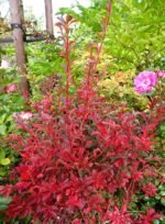 Enkianthus campanulatus Red Bells - Arbustul cu lacramioare la ghiveci P9 (Livrarea dupa 10 Septembrie) - imagine 5