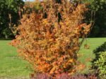 Enkianthus campanulatus Red Bells - Arbustul cu lacramioare la ghiveci P9 (Livrarea dupa 10 Septembrie) - imagine 4