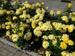 Trandafir pitic acoperitor de sol Fairy galben la ghiveci P13-H 25-30 cm - imagine 2