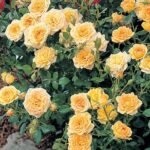 Trandafir pitic acoperitor de sol Fairy galben la ghiveci P13-H 25-30 cm