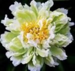 Bujor Green Lotus marime 2/3 -  pachet 5 rizomi (Livrarea dupa 15 Decembrie)