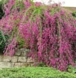Lespedeza thunbergii Bicolor Summer Beauty - Trifoiul de tufiș la ghiveci C3, H 70 cm (Livrarea dupa 10 Septembrie) - imagine 2