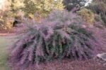Lespedeza thunbergii Bicolor Summer Beauty - Trifoiul de tufiș la ghiveci C3, H 70 cm (Livrarea dupa 10 Septembrie) - imagine 3