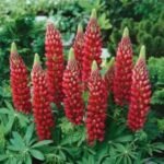 Lupin Gallery Red - Lupin pitic  la ghiveci P9 - H 5-10 cm