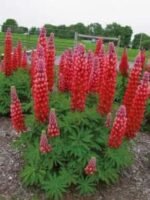 Lupin Gallery Red - Lupin pitic  la ghiveci P9 - H 5-10 cm - imagine 2