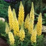 Lupin Gallery Yellow - Lupin pitic  la ghiveci P9 - H 5-10 cm