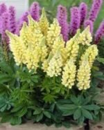 Lupin Gallery Yellow - Lupin pitic  la ghiveci P9 - H 5-10 cm - imagine 2
