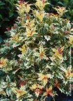 Osmanthus heterophyllus Tricolor (Goshiki) - Osmanthusul Sfant - arbust peren vesnic verde cu flori parfumate la ghiveci P9.5 H 10 -20 cm