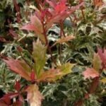 Osmanthus heterophyllus Tricolor (Goshiki) - Osmanthusul Sfant - arbust peren vesnic verde cu flori parfumate la ghiveci P9.5 H 10 -20 cm - imagine 2