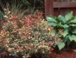 Osmanthus heterophyllus Tricolor (Goshiki) - Osmanthusul Sfant - arbust peren vesnic verde cu flori parfumate la ghiveci P9.5 H 10 -20 cm - imagine 3