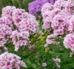 Phlox paniculata Bright Eyes planta perena cu flori parfumate la ghiveci P9 - H 5-10 cm - imagine 2