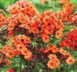 Phlox paniculata Orange Perfection cu flori parfumate- planta la ghiveci P9, H 5-10 cm