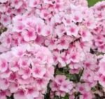 Phlox paniculata Bright Eyes planta perena cu flori parfumate la ghiveci P9 - H 5-10 cm