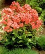 Phlox paniculata Orange Perfection cu flori parfumate- planta la ghiveci P9, H 5-10 cm - imagine 2