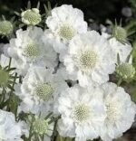 Scabiosa Caucasica Alba (Floarea cu pernuță de ace) - planta perena la ghiveci P9