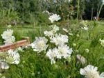 Scabiosa Caucasica Alba (Floarea cu pernuță de ace) - planta perena la ghiveci P9 - imagine 2