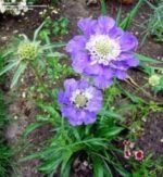 Scabiosa Perfecta  (Floarea cu pernuță de ace) - planta perena la ghiveci P9 - imagine 3
