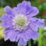 Scabiosa Perfecta  (Floarea cu pernuță de ace) - planta perena la ghiveci P9 - imagine 2