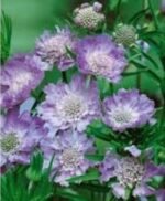 Scabiosa Perfecta  (Floarea cu pernuță de ace) - planta perena la ghiveci P9