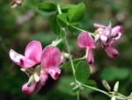 Lespedeza thunbergii Bicolor Summer Beauty - Trifoiul de tufiș la ghiveci C3, H 70 cm (Livrarea dupa 10 Septembrie)