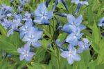 Amsonia tabernaemontana - la ghiveci P9 - H 5-10 cm