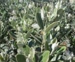 Feijoa Acca Sellowiana - Arbustul de Guava Ananas la ghiveci C2 - H 40-50 cm - imagine 2