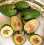 Feijoa Acca Sellowiana - Arbustul de Guava Ananas la ghiveci C2 - H 40-50 cm - imagine 4