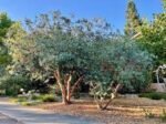 Feijoa Acca Sellowiana - Arbustul de Guava Ananas la ghiveci C2 - H 40-50 cm - imagine 3