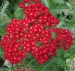 Achillea Millefolium Red Velvet - Coada soricelului decorativa la ghiveci P9