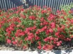 Achillea Millefolium Red Velvet - Coada soricelului decorativa la ghiveci P9 - imagine 2