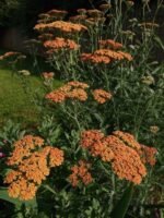 Achillea Terracotta - Coada soricelului decorativa la ghiveci P10 - H 5 -10 cm - imagine 3