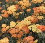 Achillea Terracotta - Coada soricelului decorativa la ghiveci P10 - H 5 -10 cm - imagine 2