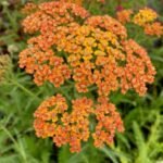 Achillea Terracotta - Coada soricelului decorativa la ghiveci P10 - H 5 -10 cm