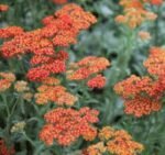 Achillea Walther Funcke - Coada soricelului decorativa la ghiveci P10 - H 5 -10 cm - imagine 2