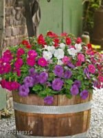 Achimenes mixed - pachet 5 tuberculi - imagine 2