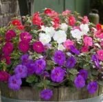 Achimenes mixed - pachet 5 tuberculi