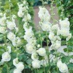 Alcea Rosea Chater's Double White - Nalba de gradina cu flori duble albe - 1 radacina nuda - imagine 2