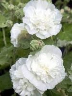 Alcea Rosea Chater's Double White - Nalba de gradina cu flori duble albe - 1 radacina nuda