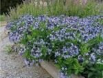 Amsonia tabernaemontana - la ghiveci P9 - H 5-10 cm - imagine 2