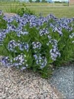 Amsonia tabernaemontana - la ghiveci P9 - H 5-10 cm - imagine 3