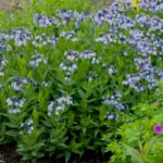 Amsonia tabernaemontana - la ghiveci P9 - H 5-10 cm - imagine 4