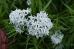 Amsonia ciliata Half Way to Arkansas - Steaua Albastra franjurata la ghiveci P9 - H 5-10 cm - imagine 4