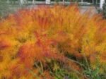 Amsonia hubrichtii - Steaua Albastra la ghiveci P9 - H 5-10 cm